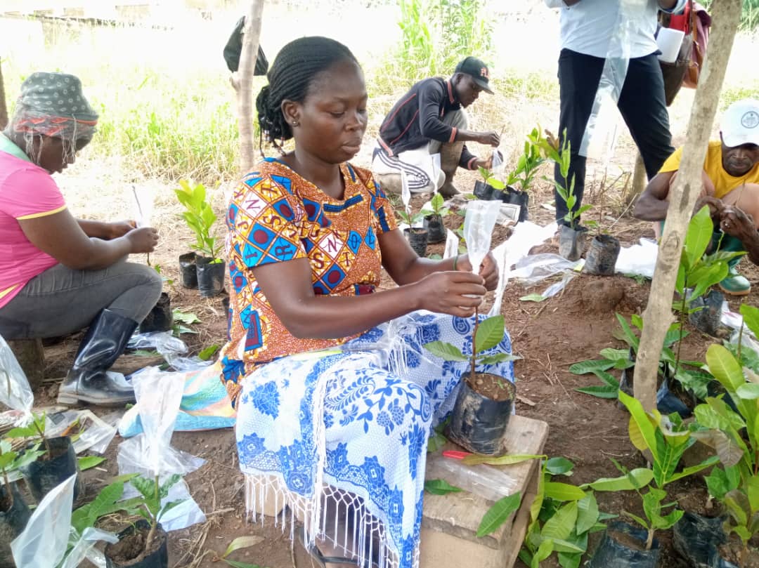 Seedlings & Agroforestry