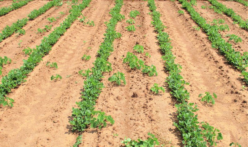 Climate-Smart Agriculture